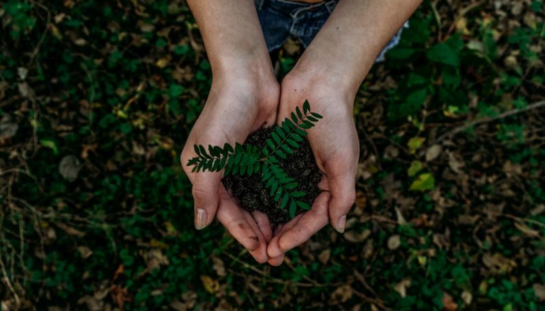 Eco-friendly - green plant