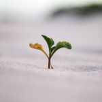 Grassroots Growth - closeup photography of plant on ground