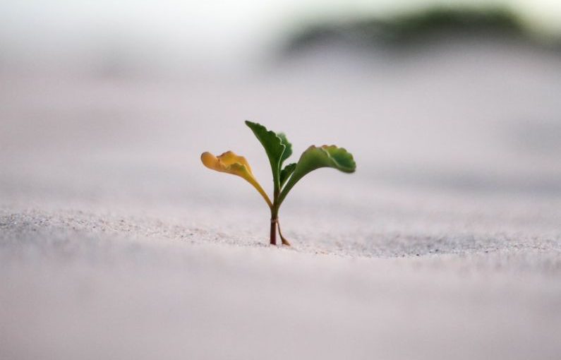 Grassroots Growth - closeup photography of plant on ground